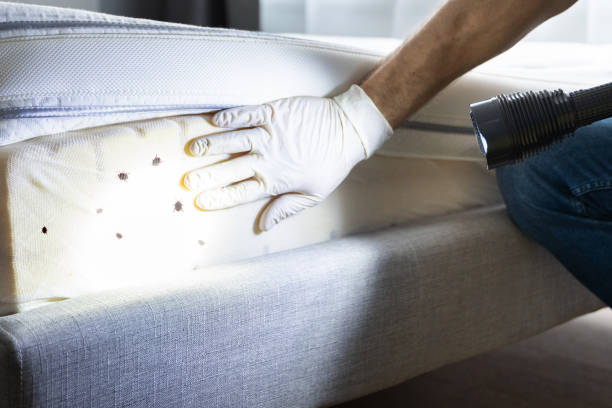 Best Affordable Pest Control Services  in Belmont, CA