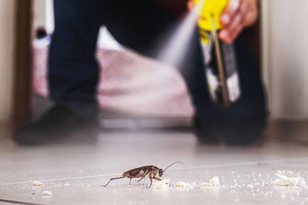 Best Rat Extermination Near Me  in Belmont, CA