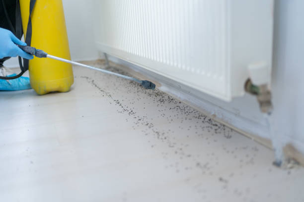 Best Insect Control  in Belmont, CA